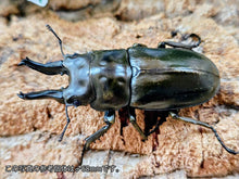 画像をギャラリービューアに読み込む, ローゼンベルグオウゴンオニ インドネシア ジャワ島Mt.ハリムン産 ペア（累代WD ♂64mm ♀48mm ）
