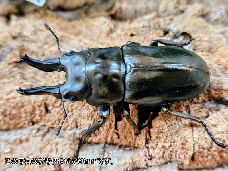 ローゼンベルグオウゴンオニ インドネシア ジャワ島Mt.ハリムン産 ペア（累代WD ♂64mm ♀48mm ）