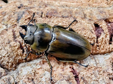 画像をギャラリービューアに読み込む, ローゼンベルグオウゴンオニ インドネシア ジャワ島Mt.ハリムン産 ペア（累代WD ♂64mm ♀48mm ）
