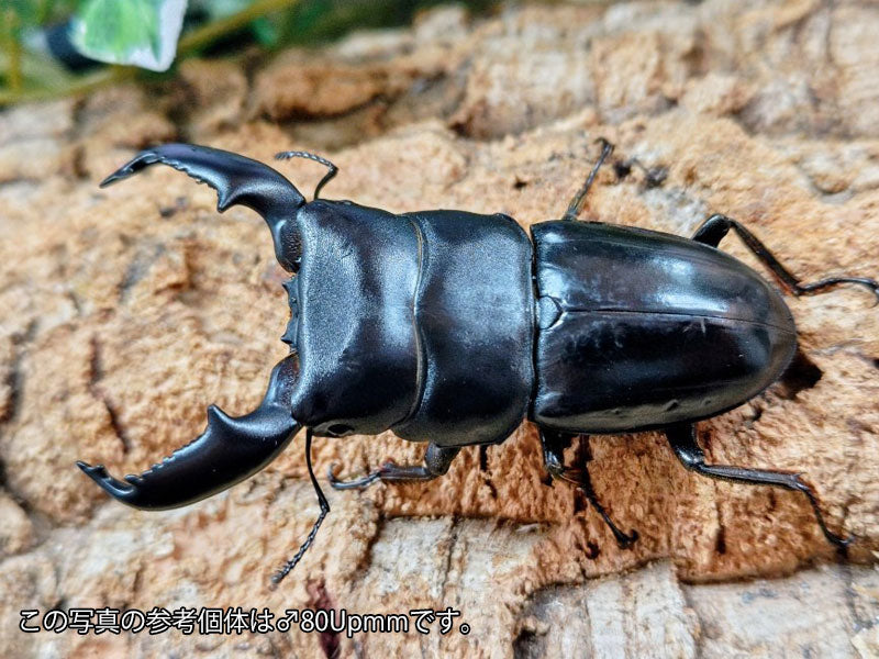 スマトラオオヒラタクワガタ インドネシア スマトラ島アチェ州ブランケジェレン産 ペア（累代WD ♂77mm ♀Freemm ）