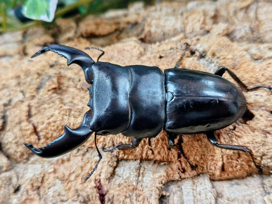 スマトラオオヒラタクワガタ 106mm 標本 スマトラオオヒラタクワガタ 106mm 標本 楽天市場】【DDA】kuni106.8
