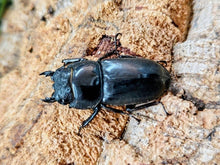 画像をギャラリービューアに読み込む, スマトラオオヒラタクワガタ インドネシア スマトラ島アチェ州ブランケジェレン産 ペア（累代WD ♂80Upmm ♀Freemm ）
