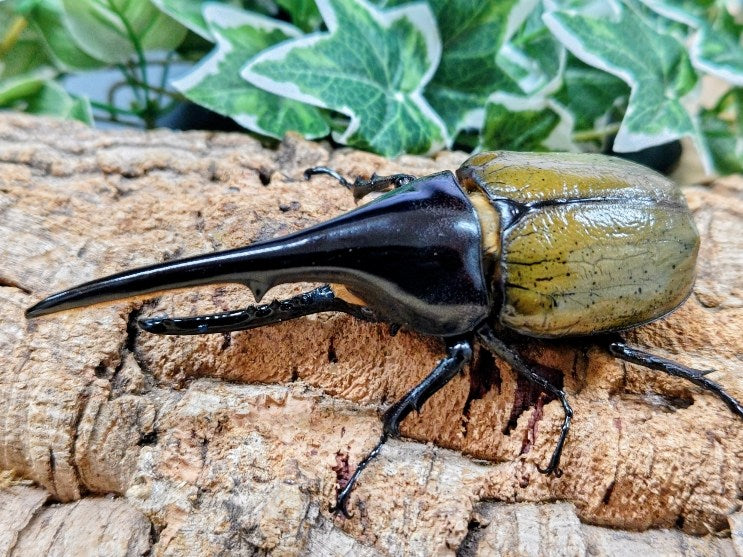 D.H.ヘラクレス – タグ 