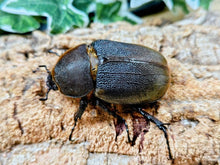 画像をギャラリービューアに読み込む, D.H.ヘラクレス フランス領 グアドループ産 ペア（累代CB ♂134mm 2025/8 ♀Freemm 2025/8）
