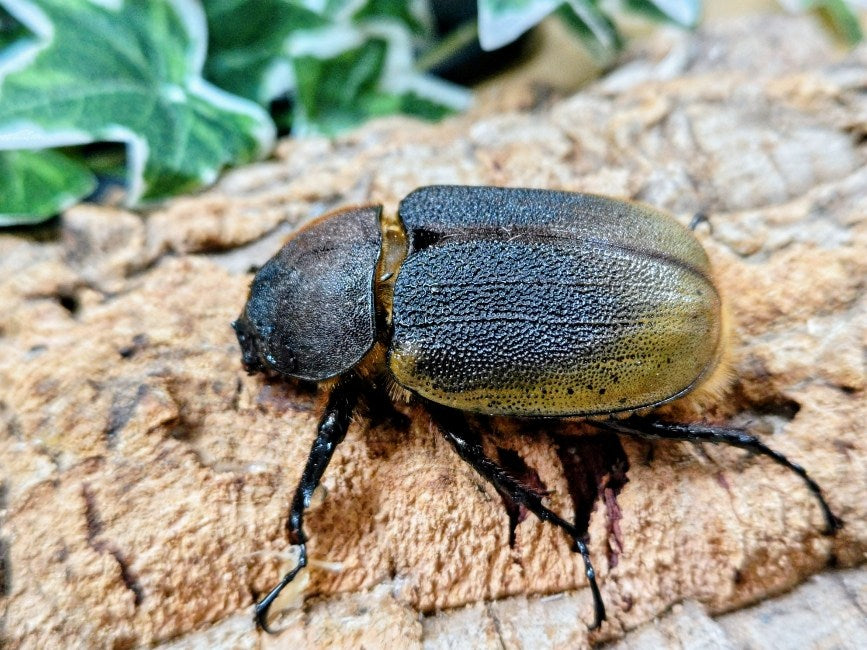 D.H.ヘラクレス フランス領 グアドループ産 ♀単品（累代CB ♀Freemm 2025/7）