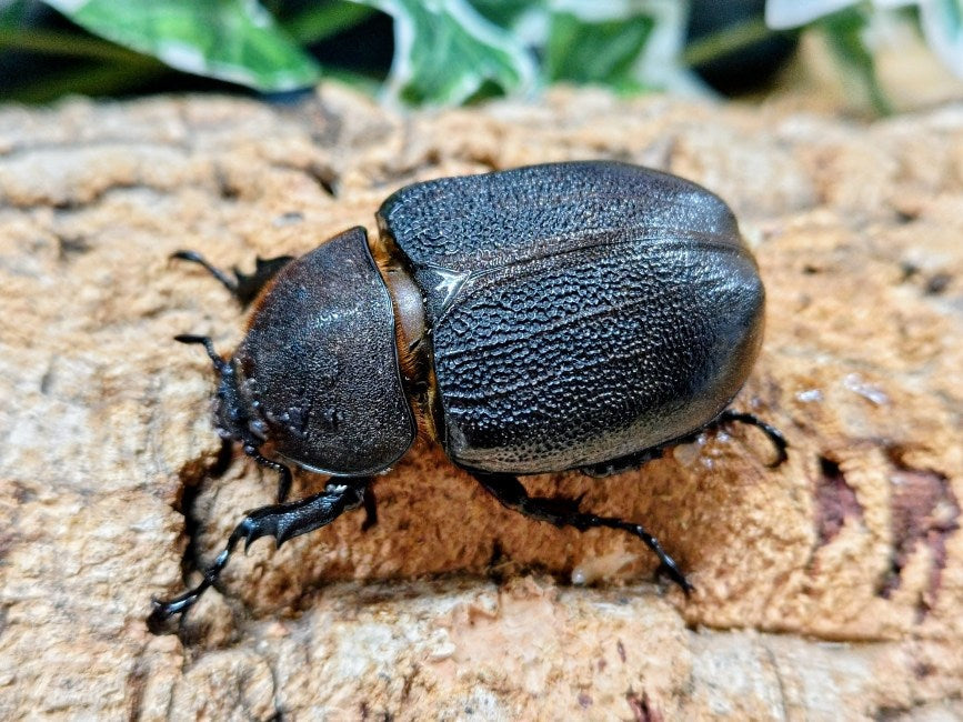 D.H.モリシマイ ボリビア グアナイ産 ♀単品（累代CB ♀Freemm 2025/7）