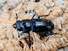 画像をギャラリービューアに読み込む, マンディブラリスフタマタクワガタ インドネシア スマトラ島ジャンピ産 ペア（累代WD ♂95mm ♀Freemm ）
