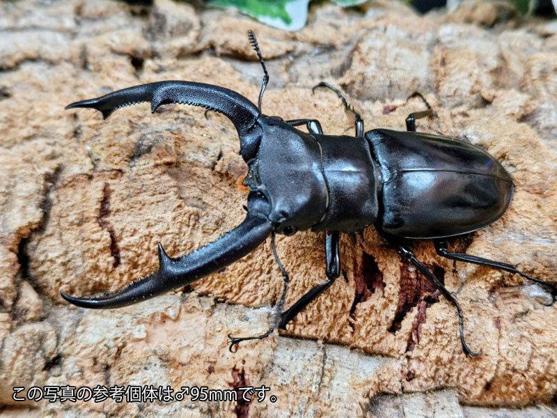 マンディブラリスフタマタクワガタ – クワガタムシ・カブトムシ昆虫