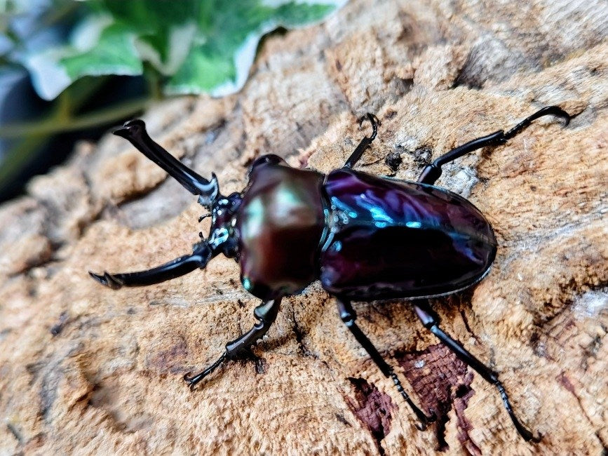 ニジイロクワガタ(紫紺血統) オーストラリア クィーンズランド産 ペア（累代青系紫紺血統CBF3 ♂56mm 2025/10 ♀Freemm 2025/10）