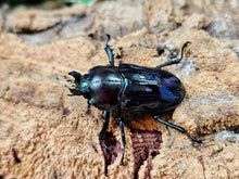 画像をギャラリービューアに読み込む, ニジイロクワガタ(紫紺血統) オーストラリア クィーンズランド産 ペア（累代青系紫紺血統CBF3 ♂56mm 2025/10 ♀Freemm 2025/10）

