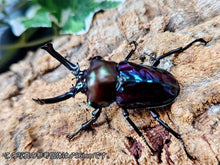 画像をギャラリービューアに読み込む, ニジイロクワガタ(紫紺血統) オーストラリア クィーンズランド産 ペア（累代青系紫紺血統CBF3 ♂54mm 2025/10 ♀Freemm 2025/10）
