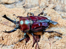 画像をギャラリービューアに読み込む, ニジイロクワガタ(紫紺血統) オーストラリア クィーンズランド産 ペア（累代青系紫紺血統CBF3 ♂B52(翅パカ)mm 2025/10 ♀Freemm 2025/10）
