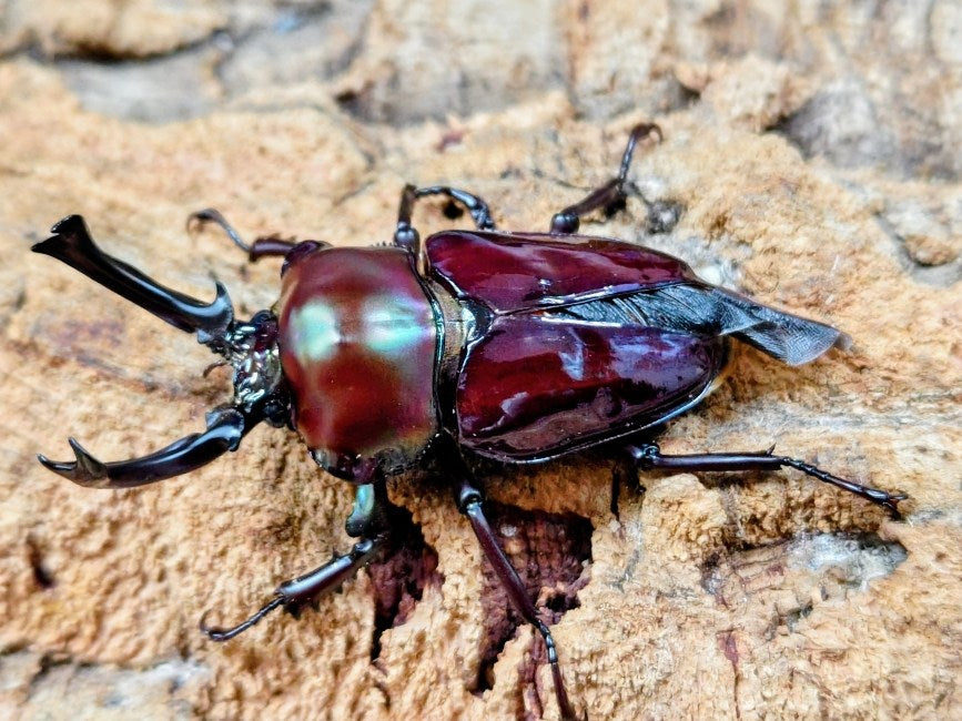 ニジイロクワガタ(紫紺血統) – クワガタムシ・カブトムシ昆虫専門店COLORS