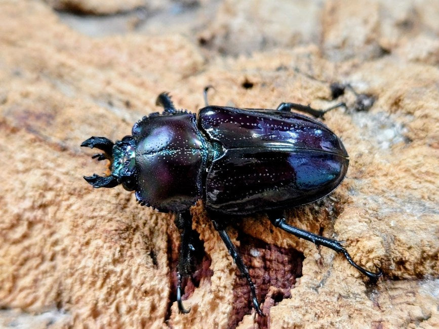 ニジイロクワガタ(ブラック血統) オーストラリア クィーンズランド産