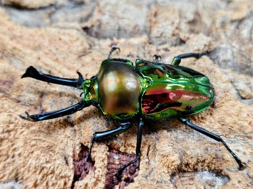 ニジイロクワガタ オーストラリア クィーンズランド産 ペア（累代CBF2 ♂54mm 2025/9 ♀Freemm 2025/10）