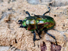 画像をギャラリービューアに読み込む, ニジイロクワガタ オーストラリア クィーンズランド産 ペア（累代CBF2 ♂54mm 2025/9 ♀Freemm 2025/10）
