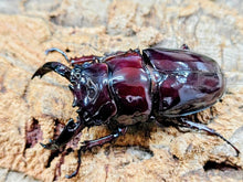 画像をギャラリービューアに読み込む, レギウスオオツヤクワガタ カメルーン 産 ペア（累代漆赤血統CBF1 ♂70mm 2025/10 ♀45mm 2025/10）
