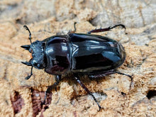 画像をギャラリービューアに読み込む, レギウスオオツヤクワガタ カメルーン 産 ペア（累代漆赤血統CBF1 ♂70mm 2025/10 ♀45mm 2025/10）
