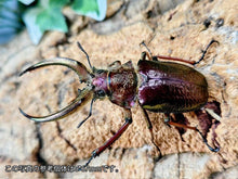 画像をギャラリービューアに読み込む, フェイスタメルシワバネクワガタ ペルー huancayo産 ペア（累代WD ♂65mm ♀Freemm ）
