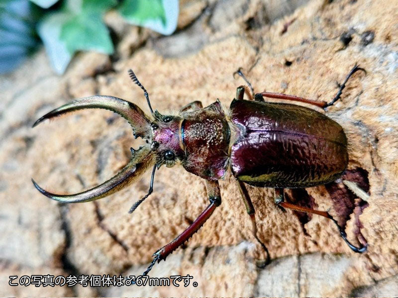 フェイスタメルシワバネクワガタ ペルー huancayo産 ペア（累代WD ♂65mm ♀Freemm ）