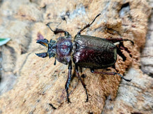 画像をギャラリービューアに読み込む, フェイスタメルシワバネクワガタ ペルー huancayo産 ペア（累代WD ♂65mm ♀Freemm ）
