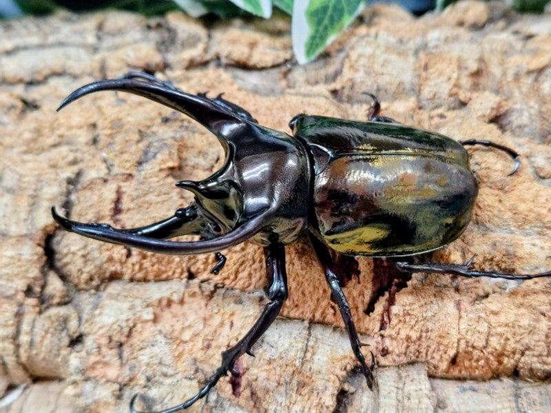 新入荷商品 – クワガタムシ・カブトムシ昆虫専門店COLORS