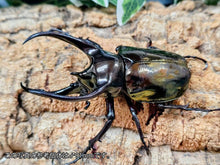 画像をギャラリービューアに読み込む, ミンダナオアトラス(フィリピンアトラス) フィリピン ミンダナオ島マラグサン産 ペア（累代WD ♂90mm ♀Freemm ）
