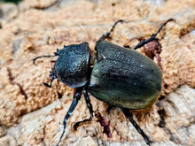 画像をギャラリービューアに読み込む, ミンダナオアトラス(フィリピンアトラス) フィリピン ミンダナオ島マラグサン産 ペア（累代WD ♂90mm ♀Freemm ）
