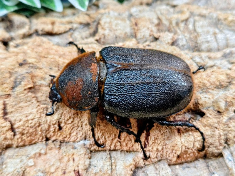 D.H.ヘラクレス フランス領 グアドループ産 ♀単品（累代CB ♀A'Free(右後脚符節マヒ)mm 2025/9）