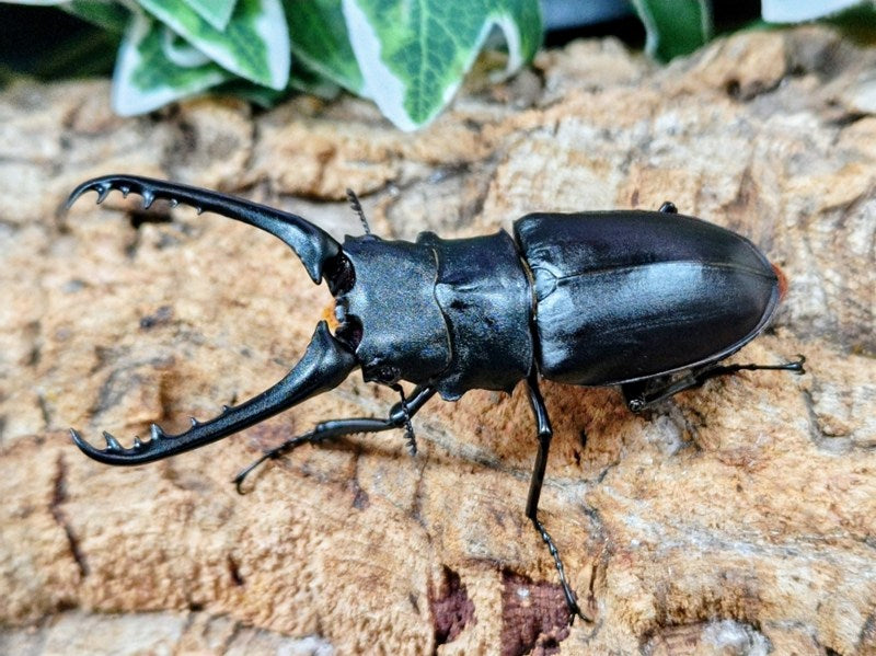 ギラファノコギリクワガタ(亜種ケイスケ) – クワガタムシ・カブトムシ