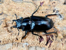 画像をギャラリービューアに読み込む, ギラファノコギリクワガタ(亜種ケイスケ) インドネシア フローレス島産 ペア（累代CB ♂84mm 2025/10 ♀Freemm 2025/6）
