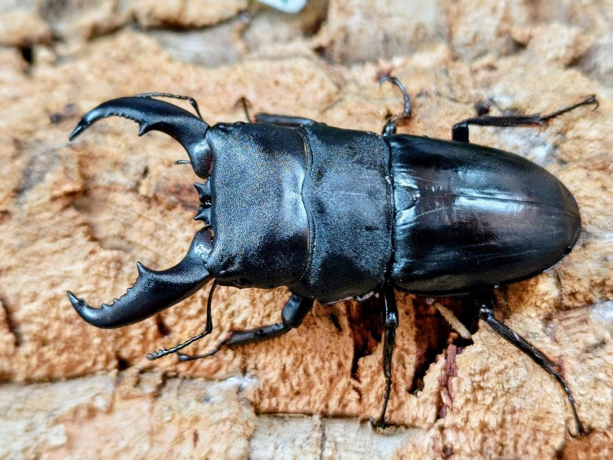 アマミヒラタクワガタ 鹿児島県 大島郡瀬戸内町産 ペア（累代WF5 ♂71mm 2025/5 ♀Freemm 2025/5）