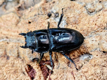 画像をギャラリービューアに読み込む, アマミヒラタクワガタ 鹿児島県 大島郡瀬戸内町産 ペア（累代WF5 ♂71mm 2025/5 ♀Freemm 2025/5）
