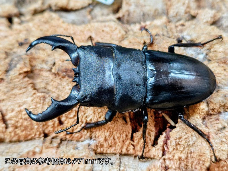 アマミヒラタクワガタ 鹿児島県 大島郡瀬戸内町産 ペア（累代WF5 ♂70mm 2025/5 ♀Freemm 2025/5）