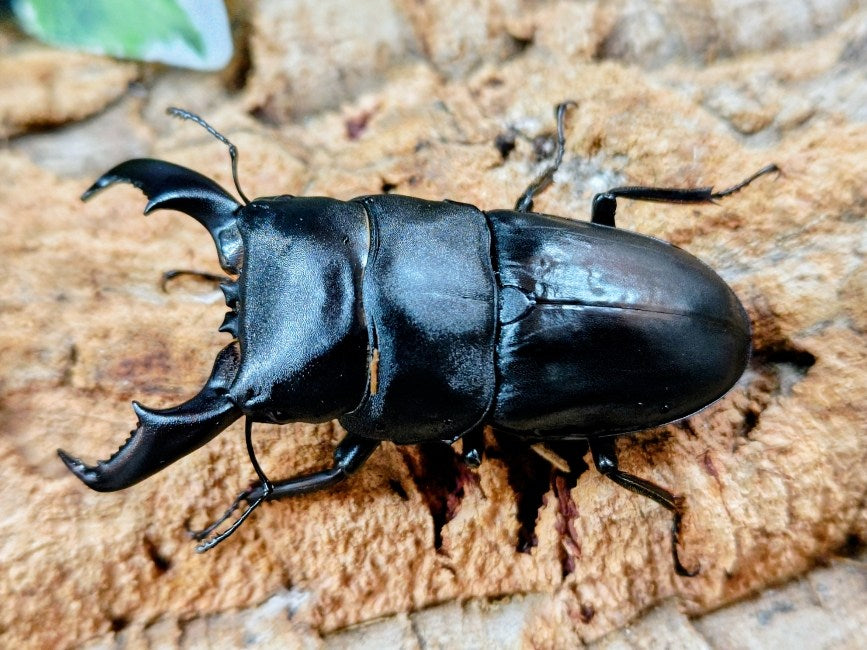 アマミヒラタクワガタ 鹿児島県 大島郡笠利町産 ペア（累代WF2 ♂69mm 2025/5 ♀Freemm 2025/5）