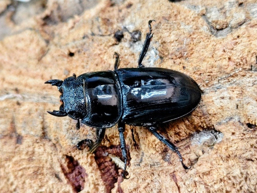 アマミヒラタクワガタ 鹿児島県 大島郡笠利町産 ペア（累代WF2 ♂69mm