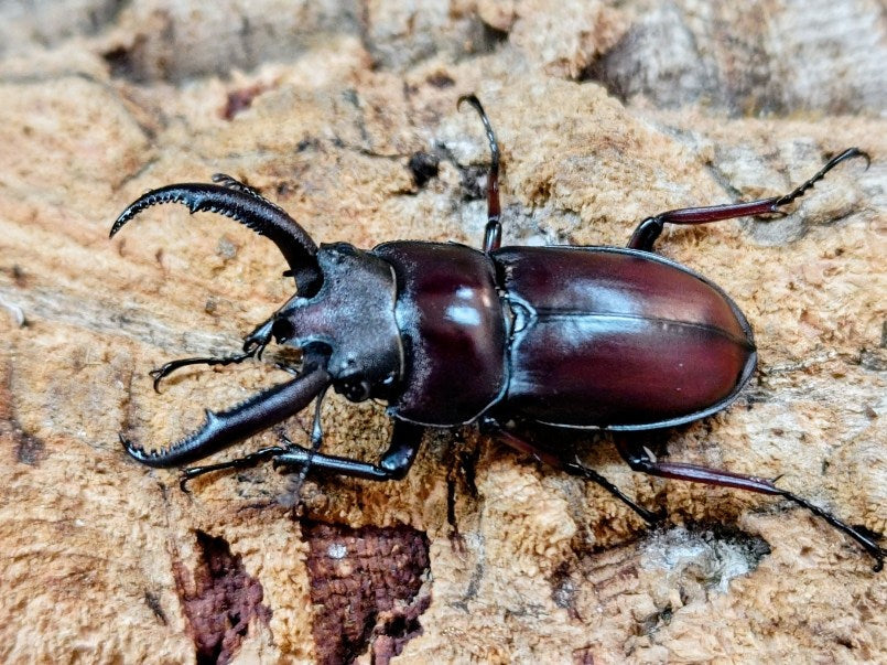 ペロッティシカクワガタ ベトナム ダラット産 ペア＋♀トリオ（累代CBF2 ♂48mm 2025/10 ♀Freemm 2025/7）