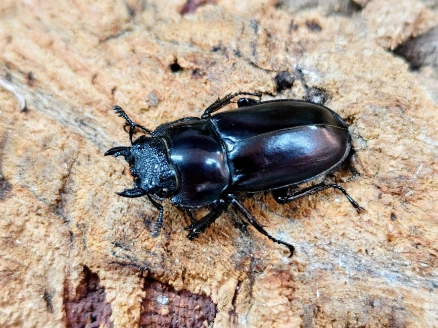 ペロッティシカクワガタ ベトナム ダラット産 ペア＋♀トリオ（累代