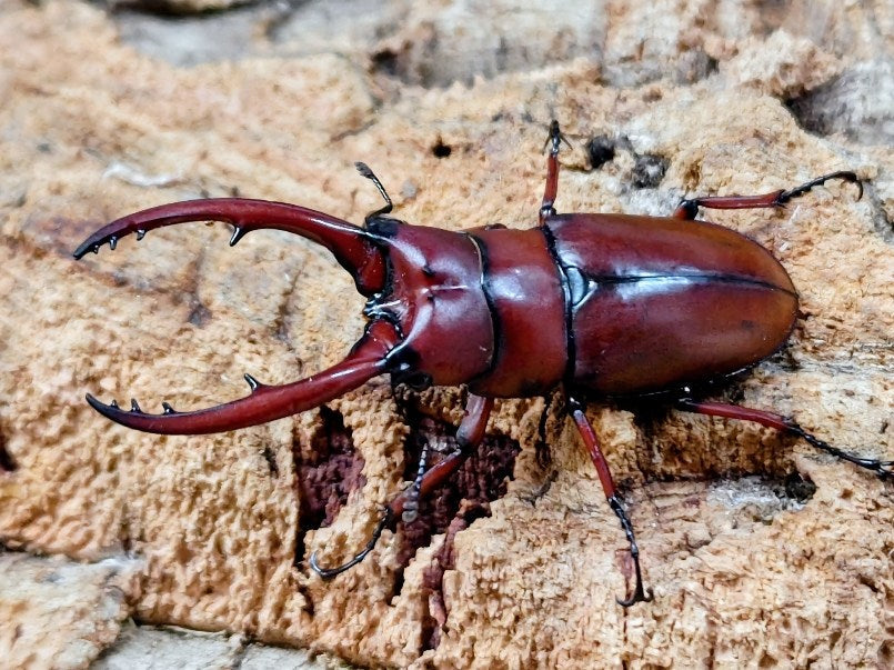 アスタコイデスノコギリクワガタ亜種castaneus タイ チェンライ県ウイアンパパウ産 ペア（累代WD ♂58mm ♀Freemm ）