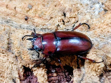 画像をギャラリービューアに読み込む, アスタコイデスノコギリクワガタ亜種castaneus タイ チェンライ県ウイアンパパウ産 ペア（累代WD ♂58mm ♀Freemm ）
