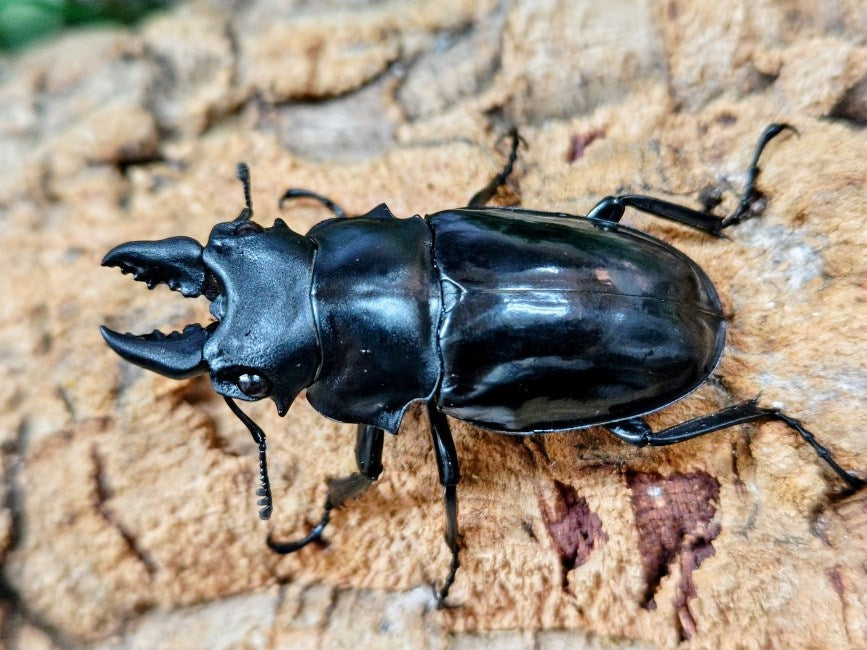 オニツヤクワガタ(シヴァツヤクワガタ) タイ チェンライ県ウイアンパパウ産 ペア（累代WD ♂61mm ♀Freemm ）