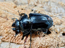 画像をギャラリービューアに読み込む, オニツヤクワガタ(シヴァツヤクワガタ) タイ チェンライ県ウイアンパパウ産 ペア（累代WD ♂57mm ♀Freemm ）
