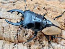 画像をギャラリービューアに読み込む, ブルマイスターツヤクワガタ インド ニルギリ高原産 ペア（累代CBF3 ♂86mm 2025/8 ♀55mm 2025/8）
