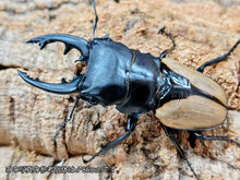 画像をギャラリービューアに読み込む, ブルマイスターツヤクワガタ インド ニルギリ高原産 ペア（累代CBF3 ♂84mm 2025/8 ♀52mm 2025/8）
