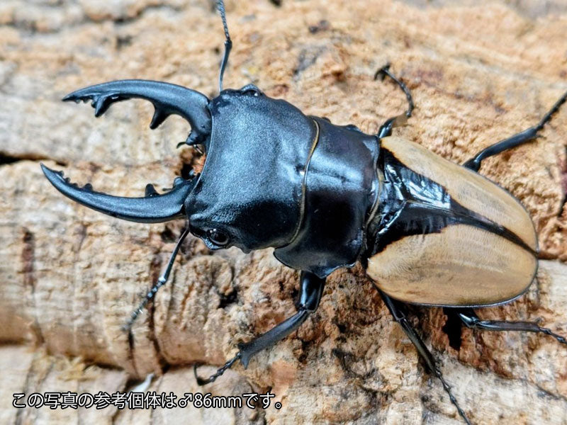 ブルマイスターツヤクワガタ – クワガタムシ・カブトムシ昆虫専門店COLORS