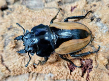 画像をギャラリービューアに読み込む, ブルマイスターツヤクワガタ インド ニルギリ高原産 ペア（累代CBF3 ♂84mm 2025/8 ♀52mm 2025/8）
