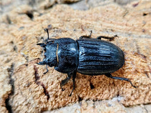 画像をギャラリービューアに読み込む, スジブトヒラタクワガタ 奄美大島 名瀬市産 ペア（累代WF1 ♂58mm 2025/8 ♀Freemm 2025/6）
