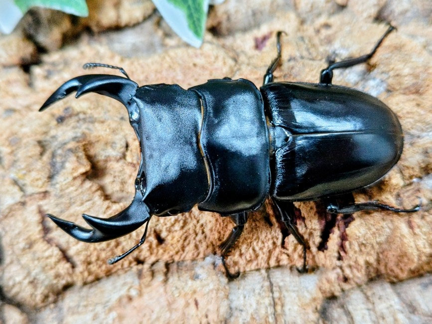 タイワンオオクワガタ 台湾 南投縣産 ペア（累代CBF4 ♂77mm 2025/5 ♀49mm 2025/5）