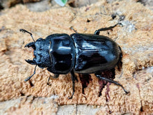 画像をギャラリービューアに読み込む, タイワンオオクワガタ 台湾 南投縣産 ペア（累代CBF4 ♂77mm 2025/5 ♀49mm 2025/5）
