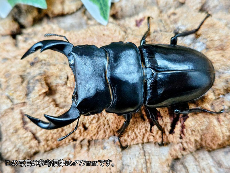 タイワンオオクワガタ 台湾 南投縣産 ペア（累代CBF4 ♂72mm 2025/5 ♀47mm 2025/5）